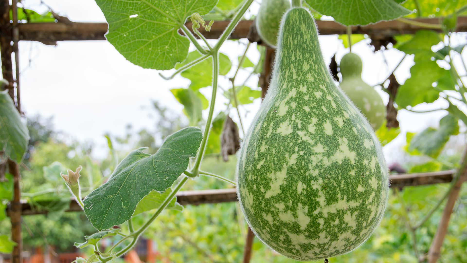 bottle gourd, vine, wooden trellis, Full HD Desktop Wallpaper