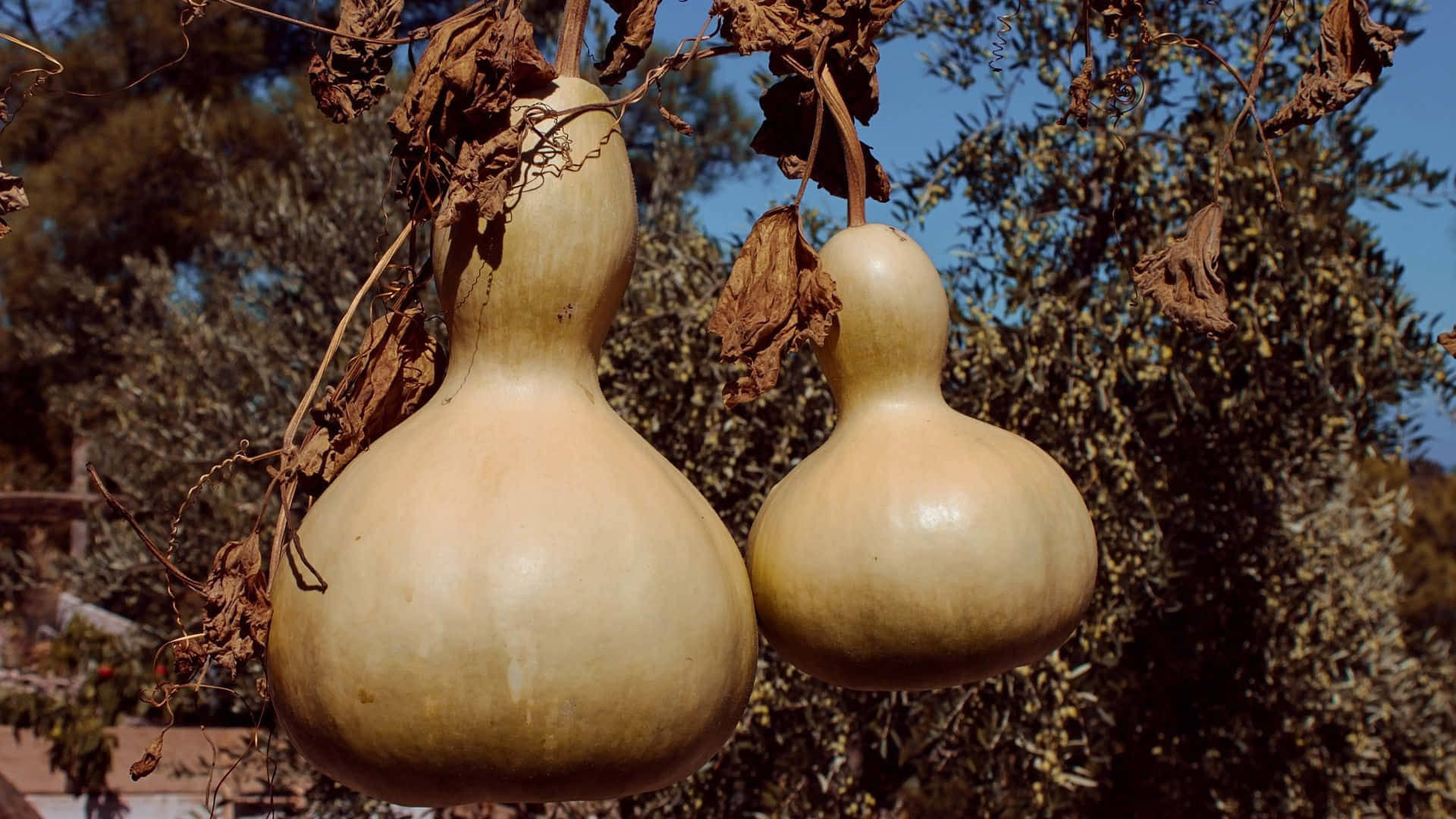 bottle gourd, dried vines, olive trees, Full HD Desktop Wallpaper