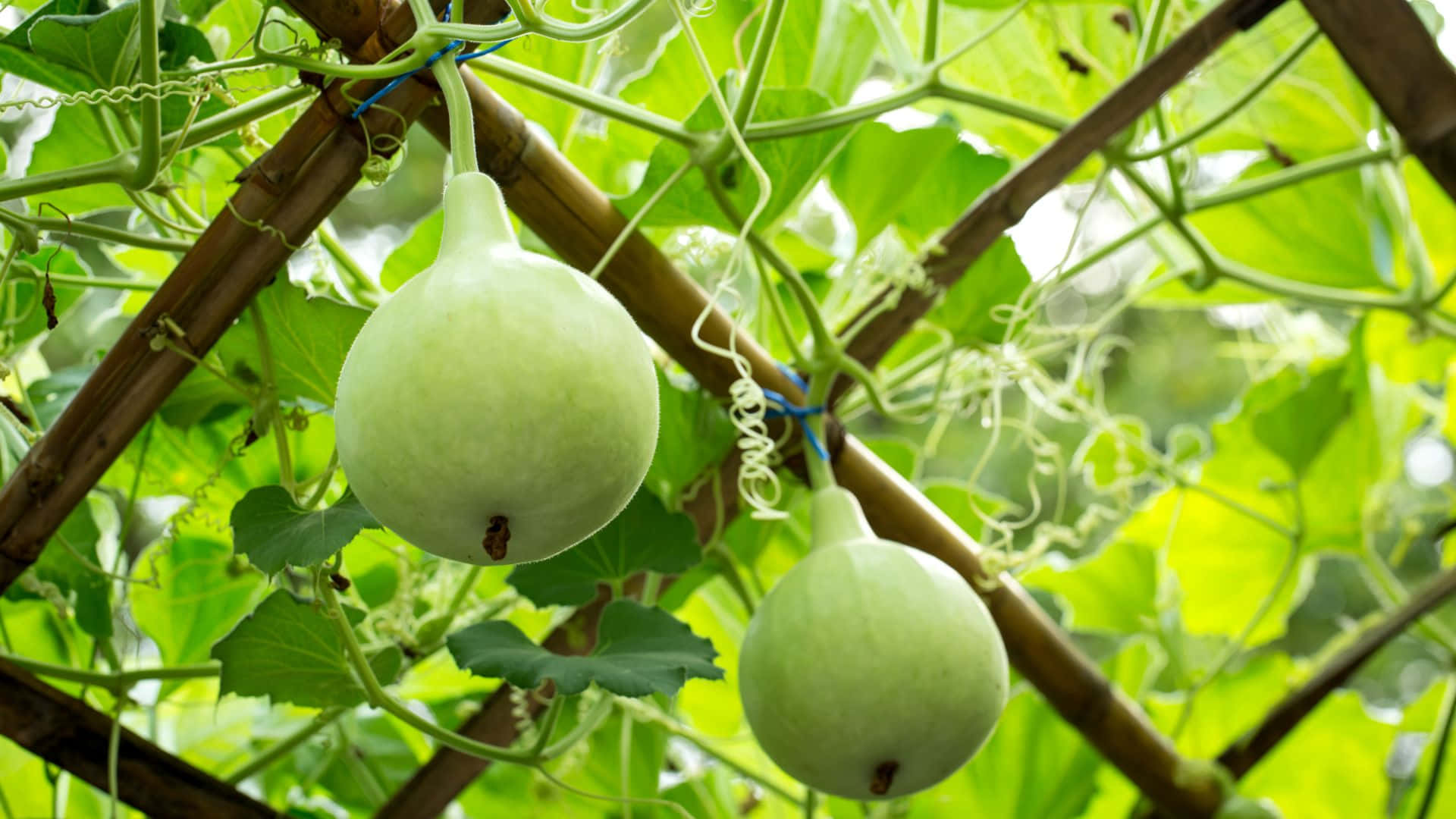 bottle gourd, vine, wooden poles, Full HD Desktop Wallpaper