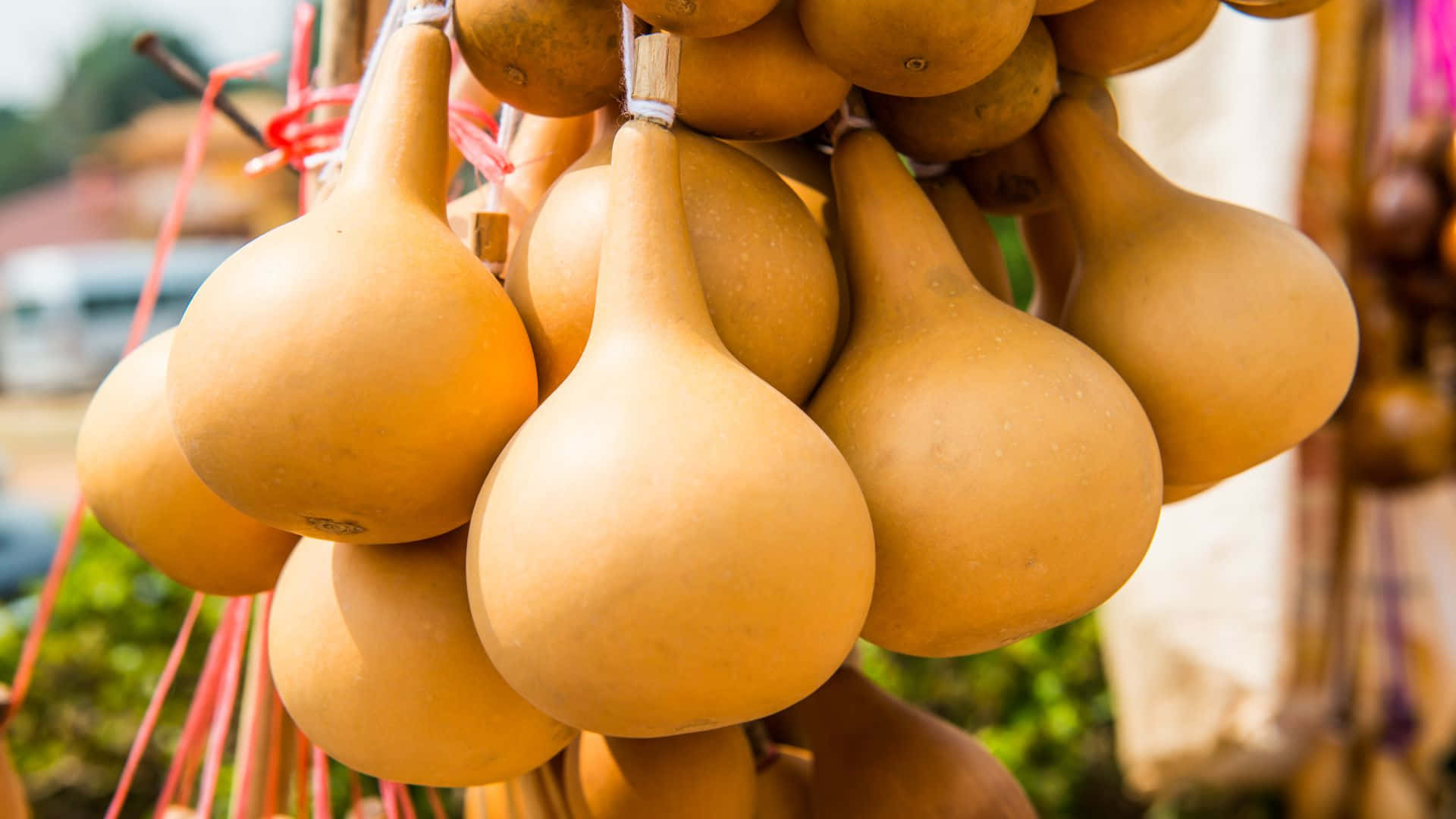 Bottle Gourd, tan, twine, Full HD Desktop Wallpaper