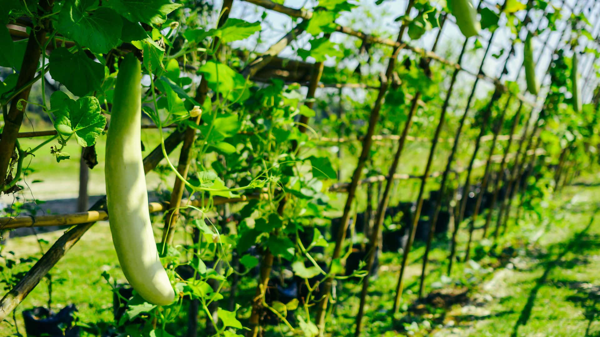 bottle gourd, pale green winter melon, vine, Full HD Desktop Wallpaper
