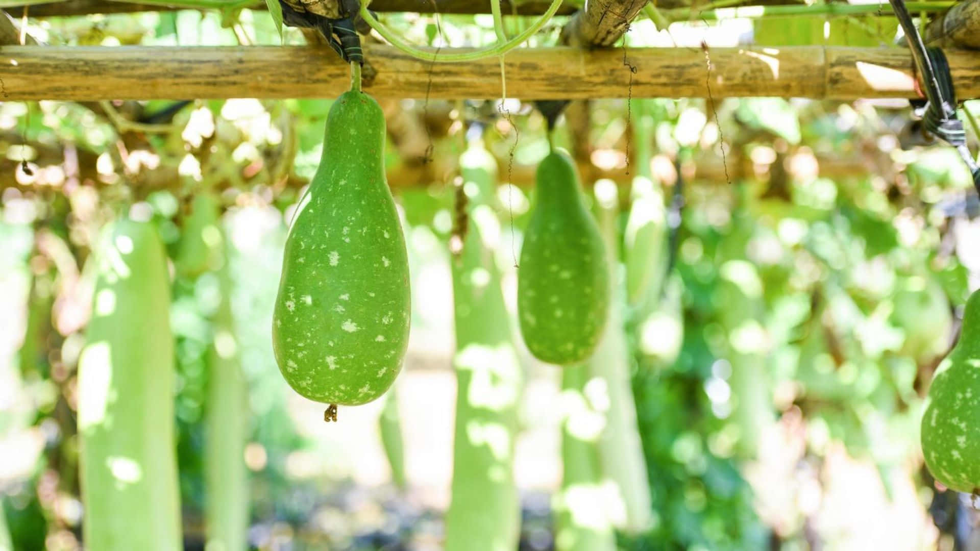 bottle gourd, wooden trellises, sunlit garden, Full HD Desktop Wallpaper