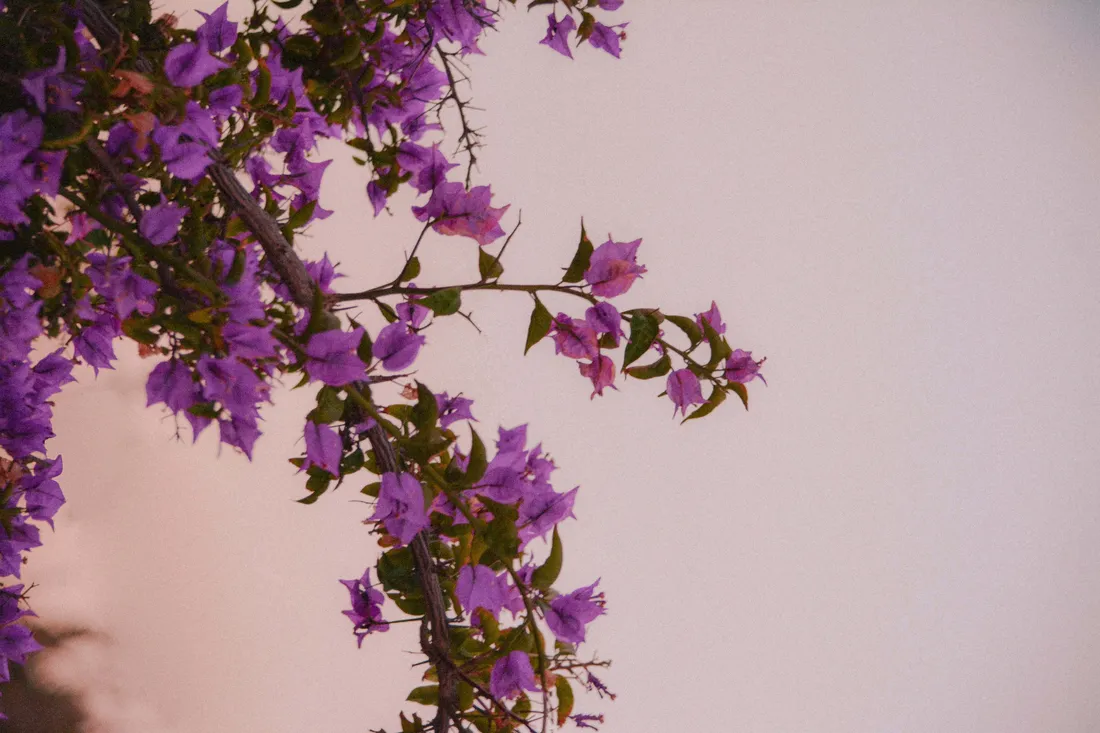 Bougainvillea Wallpapers
