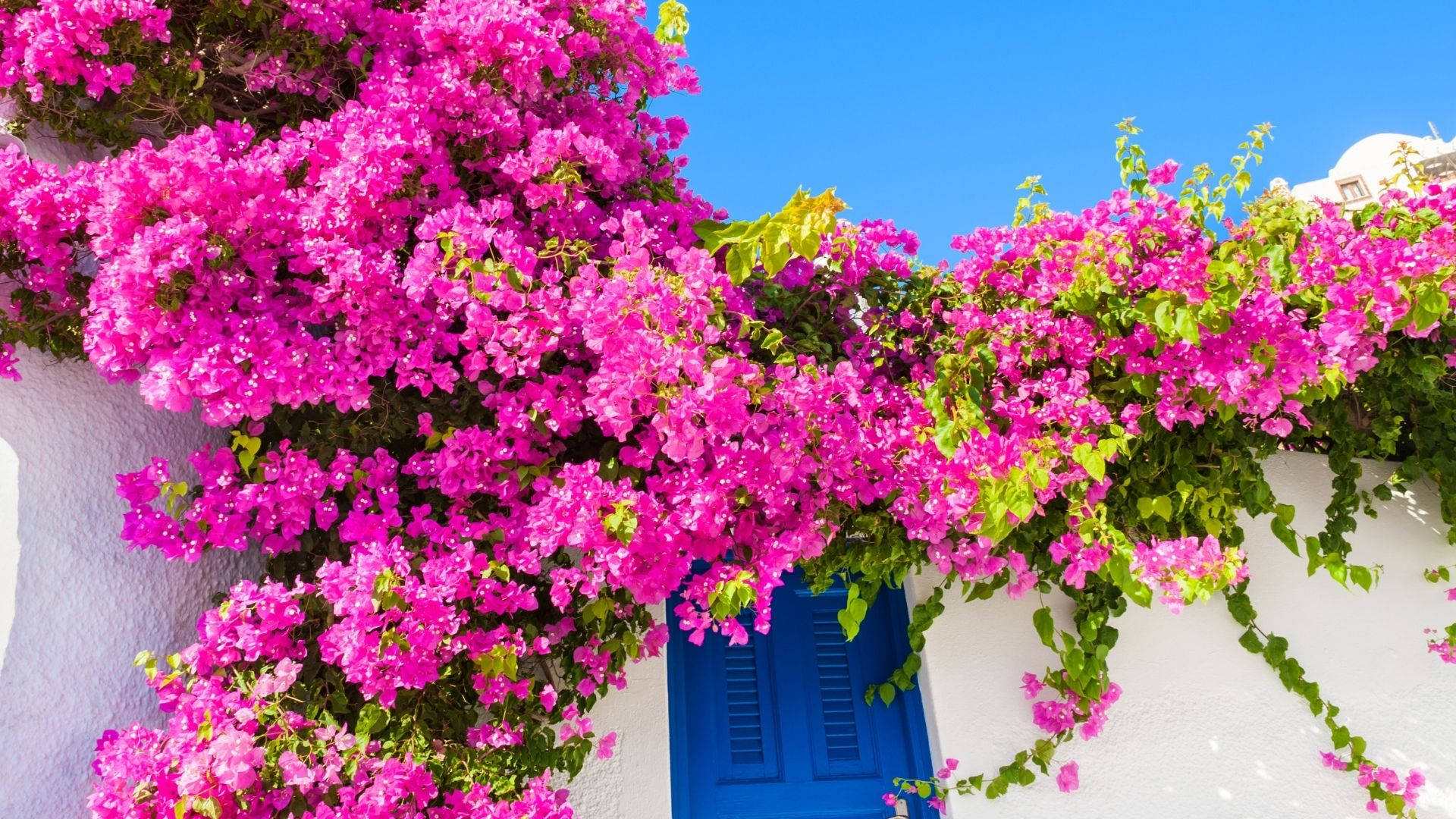 bright pink bougainvillea, white wall, blue shutter, Full HD Desktop Wallpaper