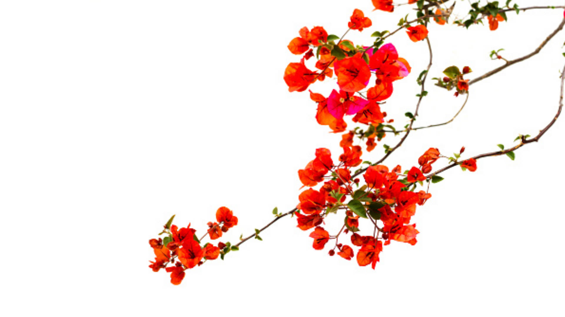 peach bougainvillea flowers, bougainvillea blooms, red and pink bougainvillea, Full HD Desktop Wallpaper