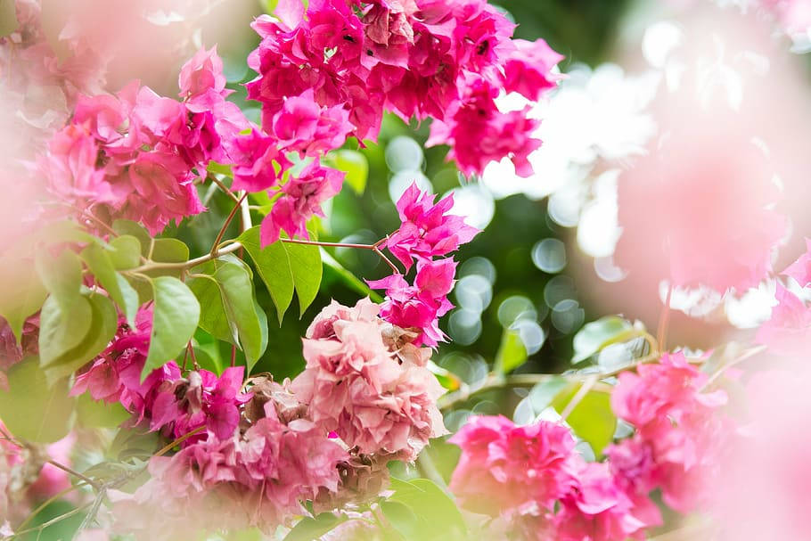 pink gorgeous bougainvillea, vibrant pink bougainvillea, lush green leaves, SD Desktop Wallpaper