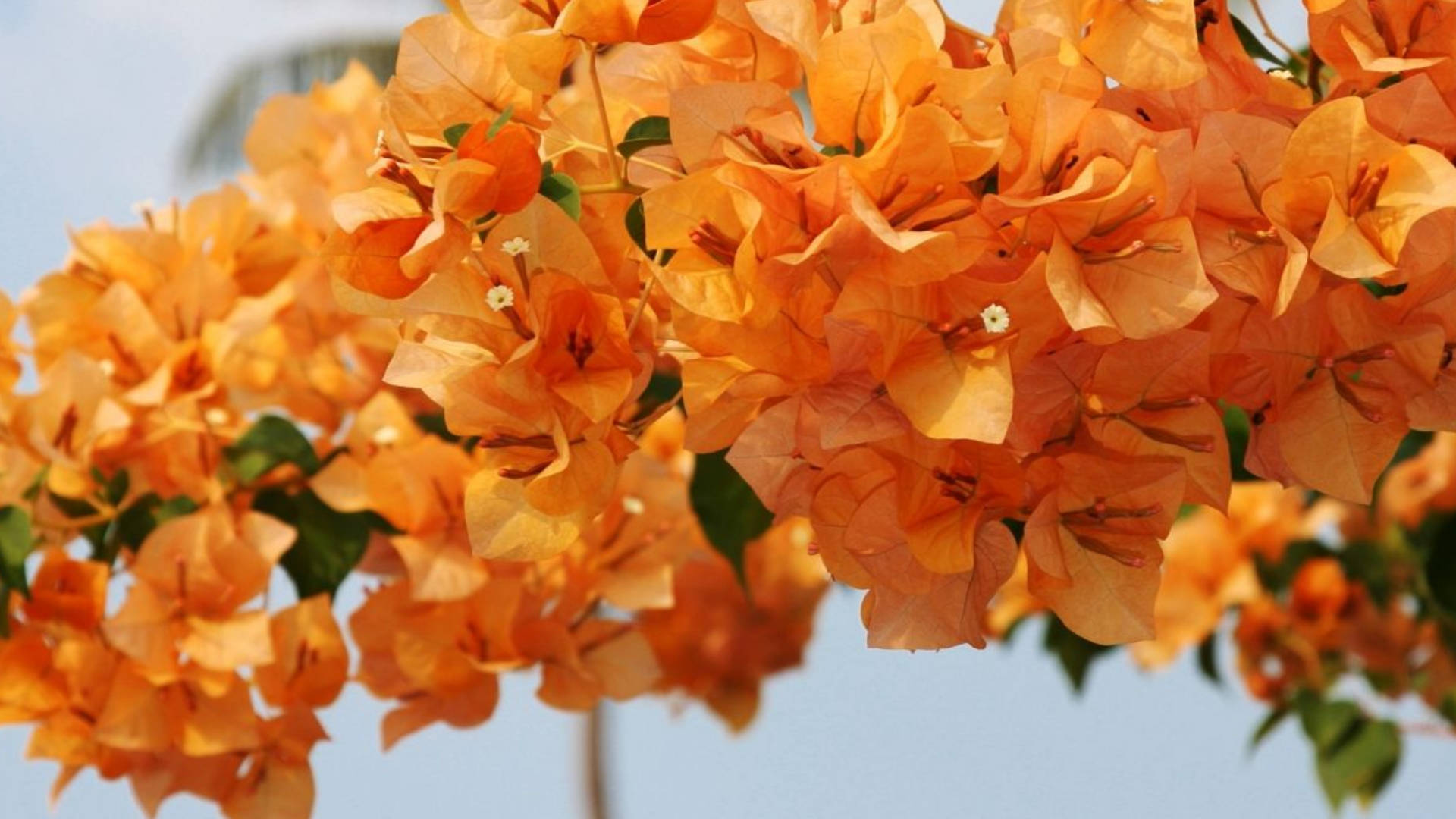 vibrant orange bougainvillea, soft blue sky, green leaves, Full HD Desktop Wallpaper