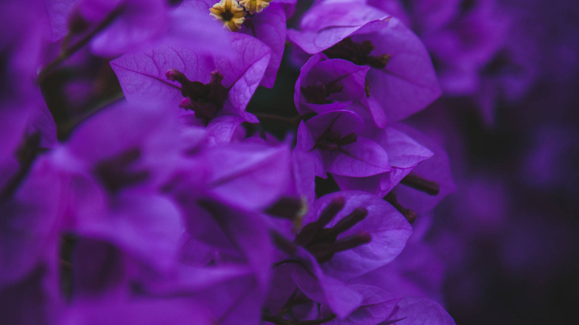 Bougainvillea, vibrant purple, delicate petals, Full HD Desktop Wallpaper