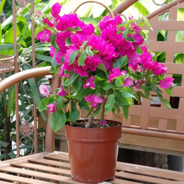 vibrant magenta bougainvillea, terracotta pot, wooden patio bench, SD Desktop Wallpaper