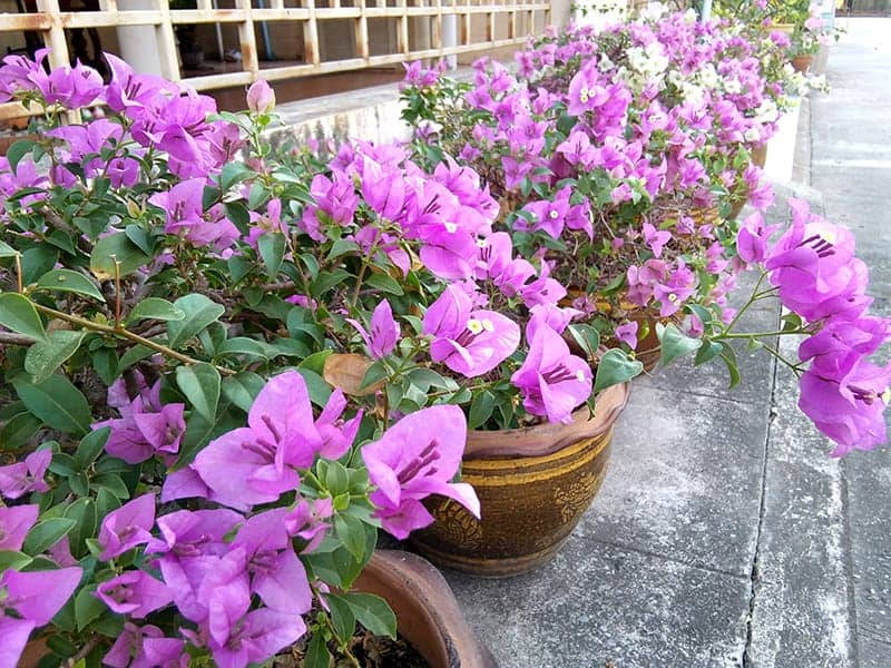 bougainvillea, vibrant purple, terracotta pots, SD Desktop Wallpaper