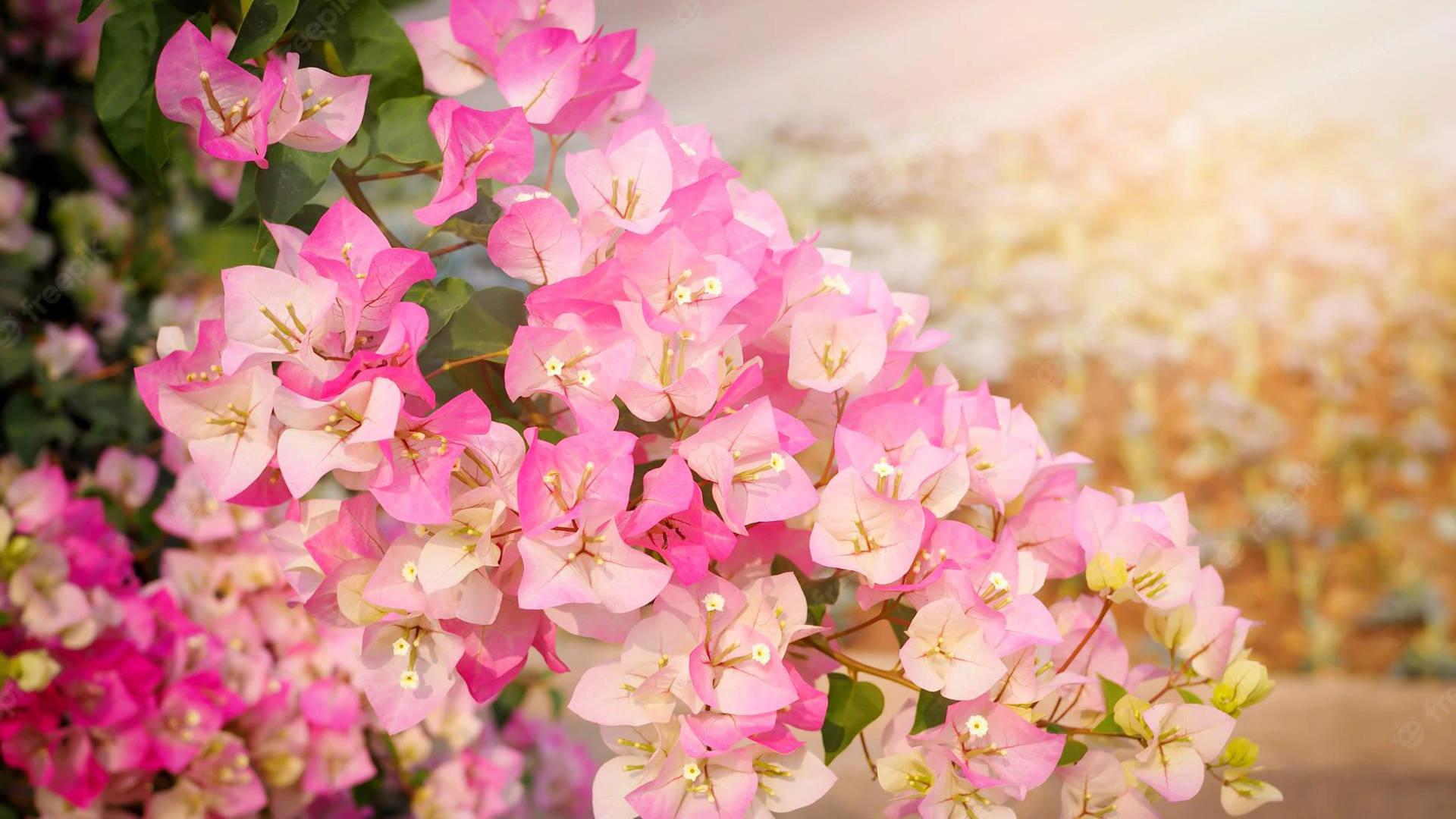rosy bougainvillea flowers, vibrant pink bougainvillea blooms, soft focus, Full HD Desktop Wallpaper