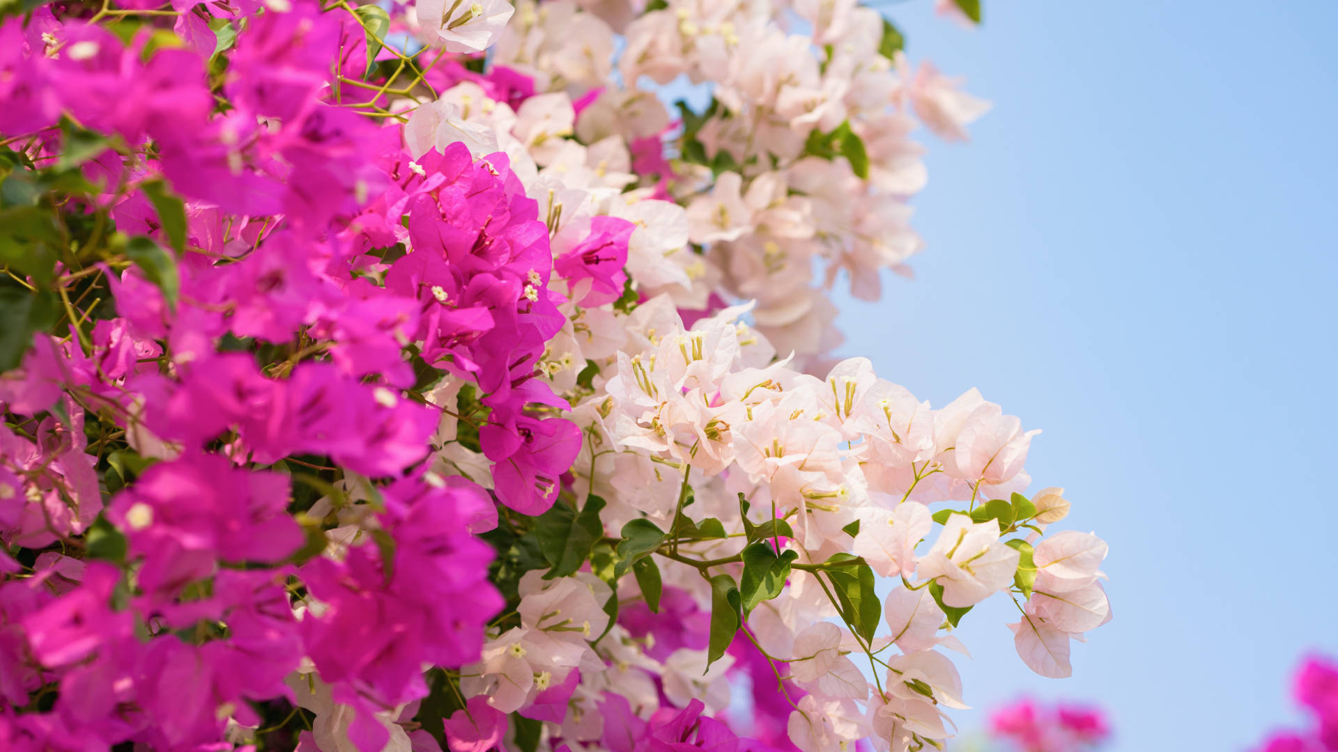 white and pink bougainvillea, clear blue sky, sunlit garden scene, Full HD Desktop Wallpaper