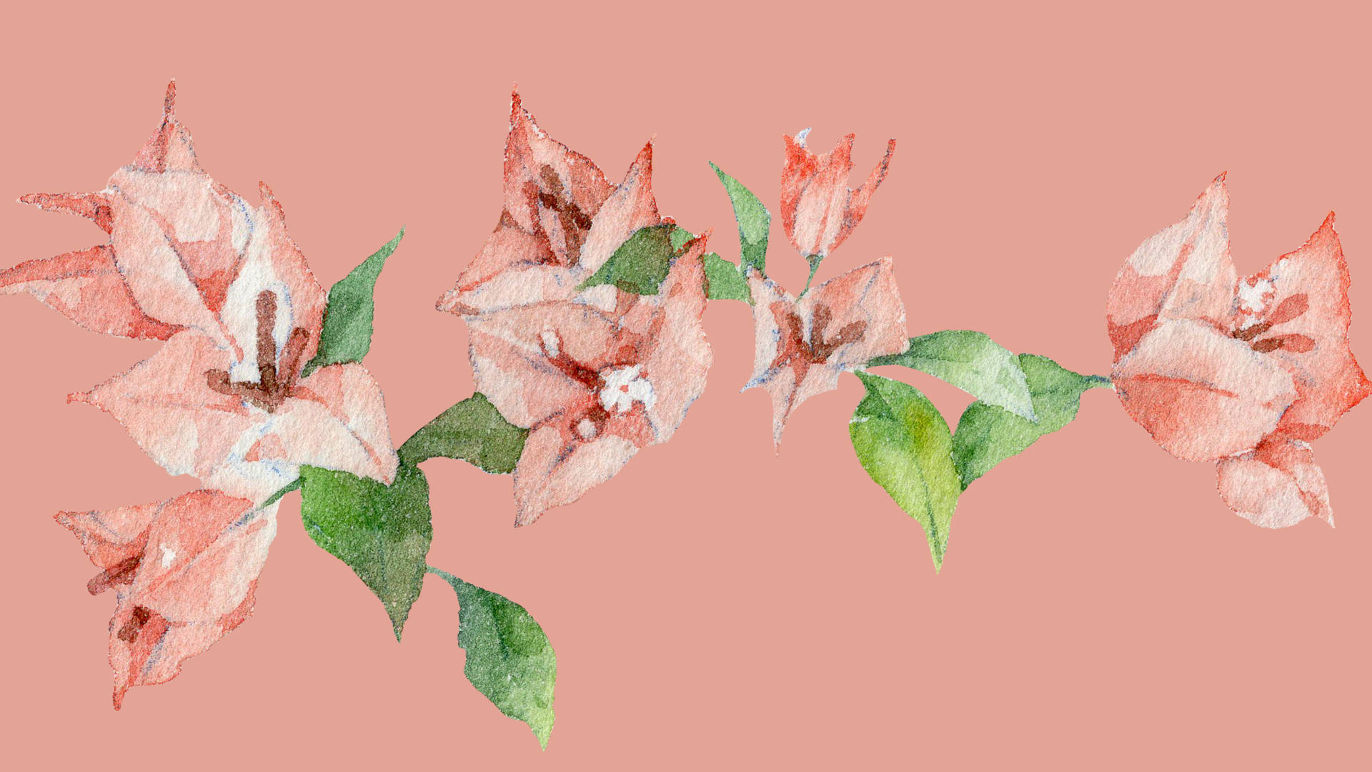 bougainvillea flowers, watercolor, coral pink, Full HD Desktop Wallpaper