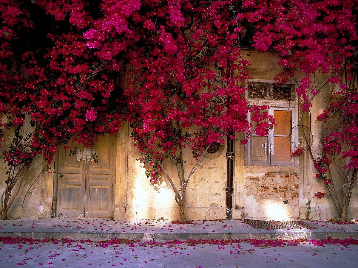 bougainvillea, old wooden door, weathered stone building, SD Desktop Wallpaper