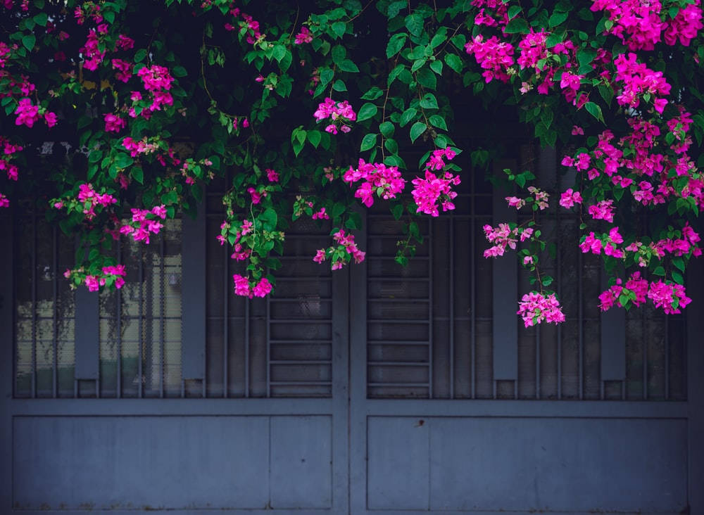 bougainvillea, pink, weathered gray metal gate, SD Desktop Wallpaper