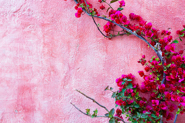 bougainvillea, fuchsia, pink stucco wall, SD Desktop Wallpaper
