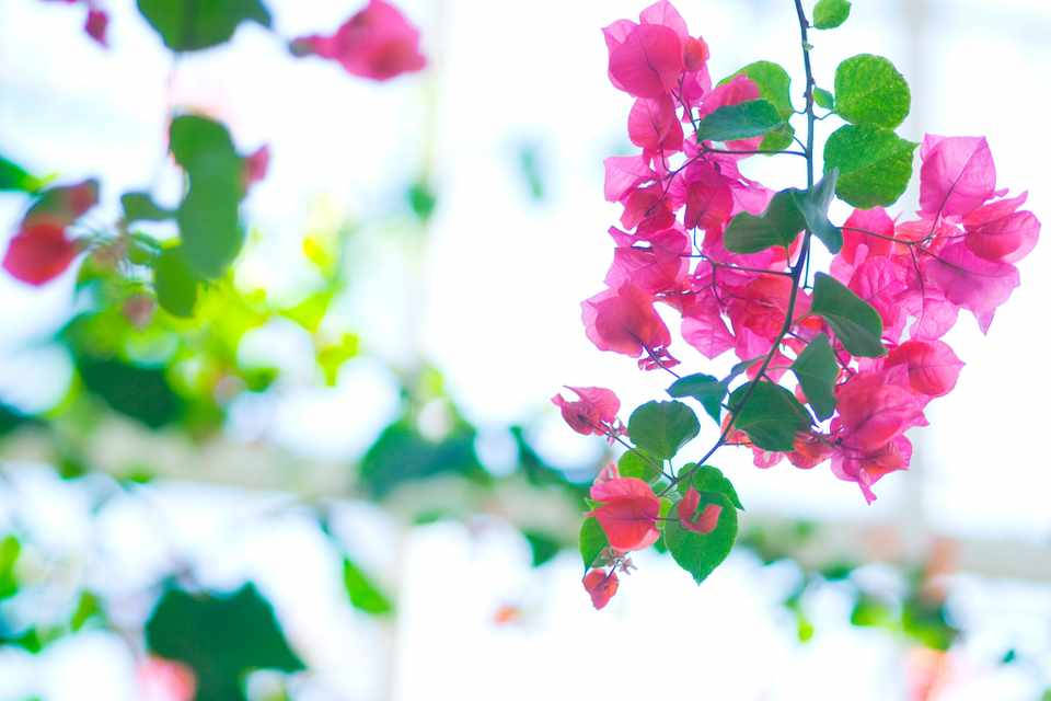 bougainvillea, pink, green, SD Desktop Wallpaper