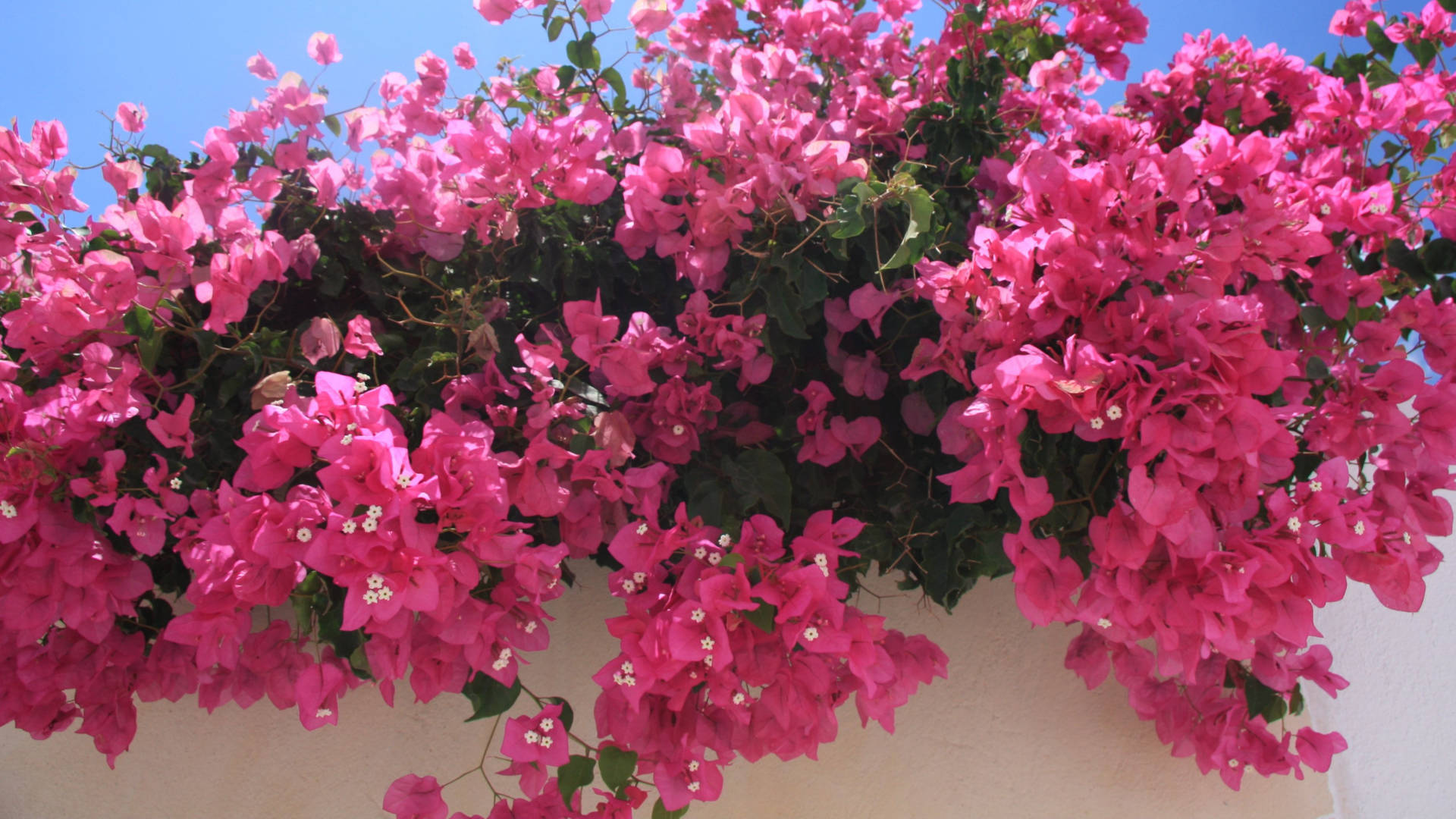 bougainvillea, pink, white wall, Full HD Desktop Wallpaper
