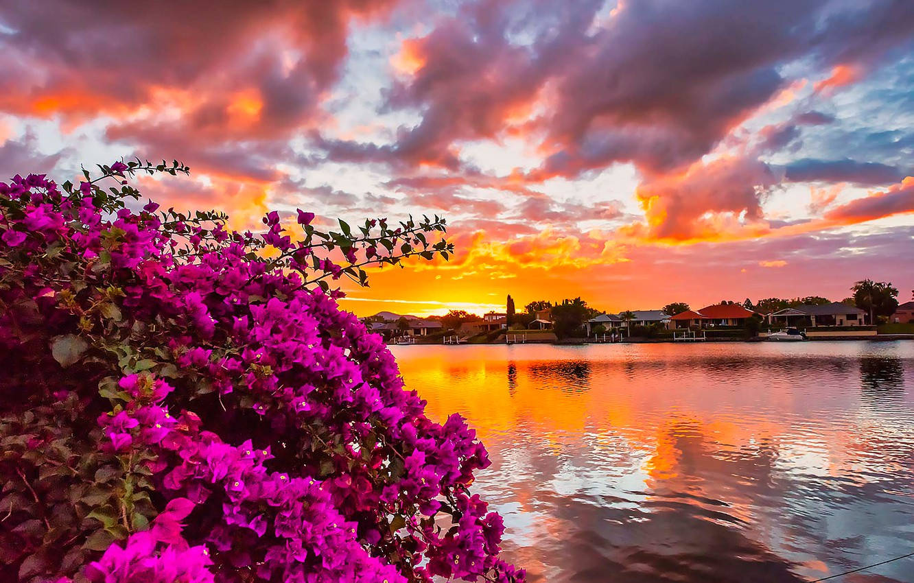 Bougainvillea, dawn, serene lake, HD Desktop Wallpaper
