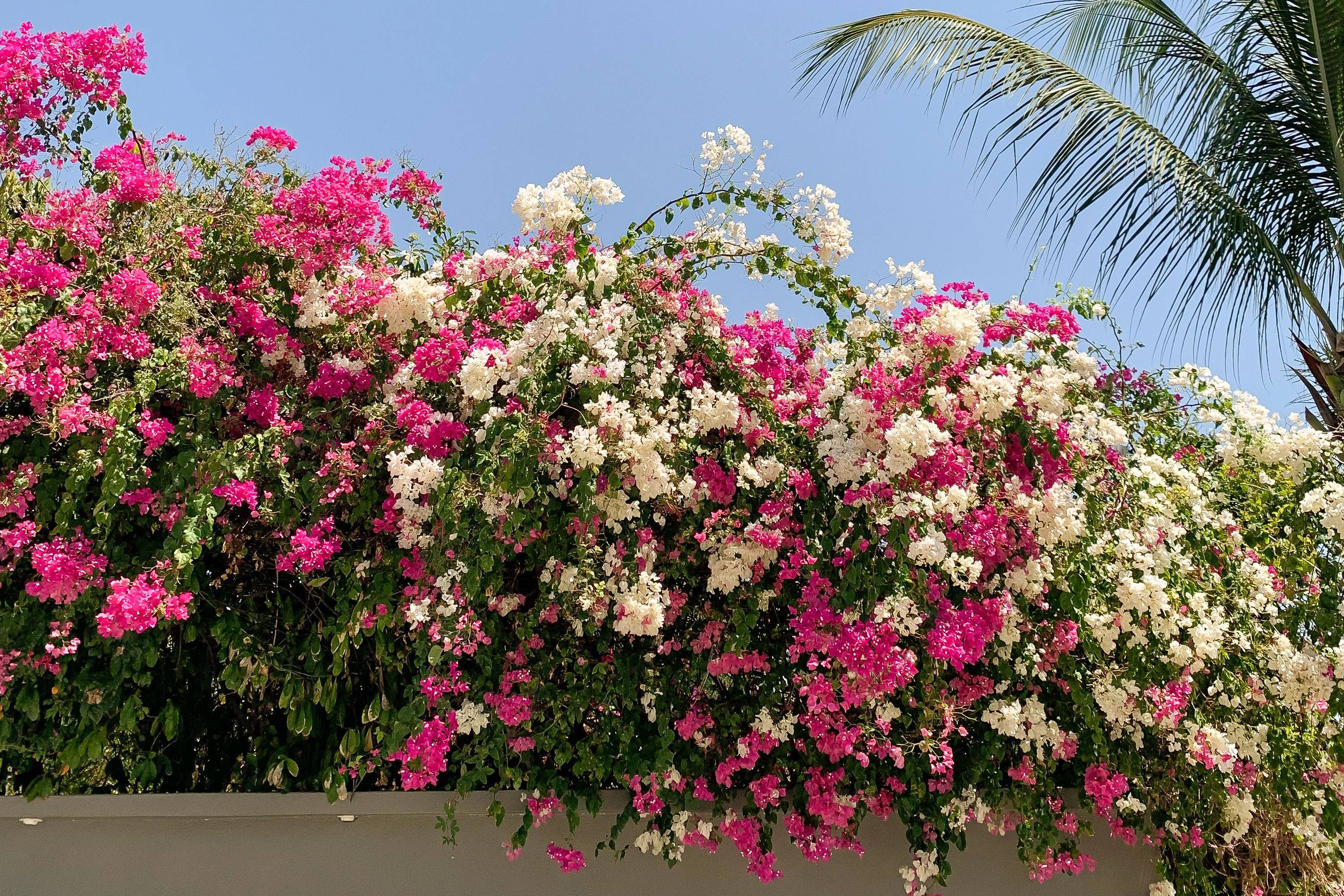 bougainvillea, pink, white, 2K Desktop Wallpaper