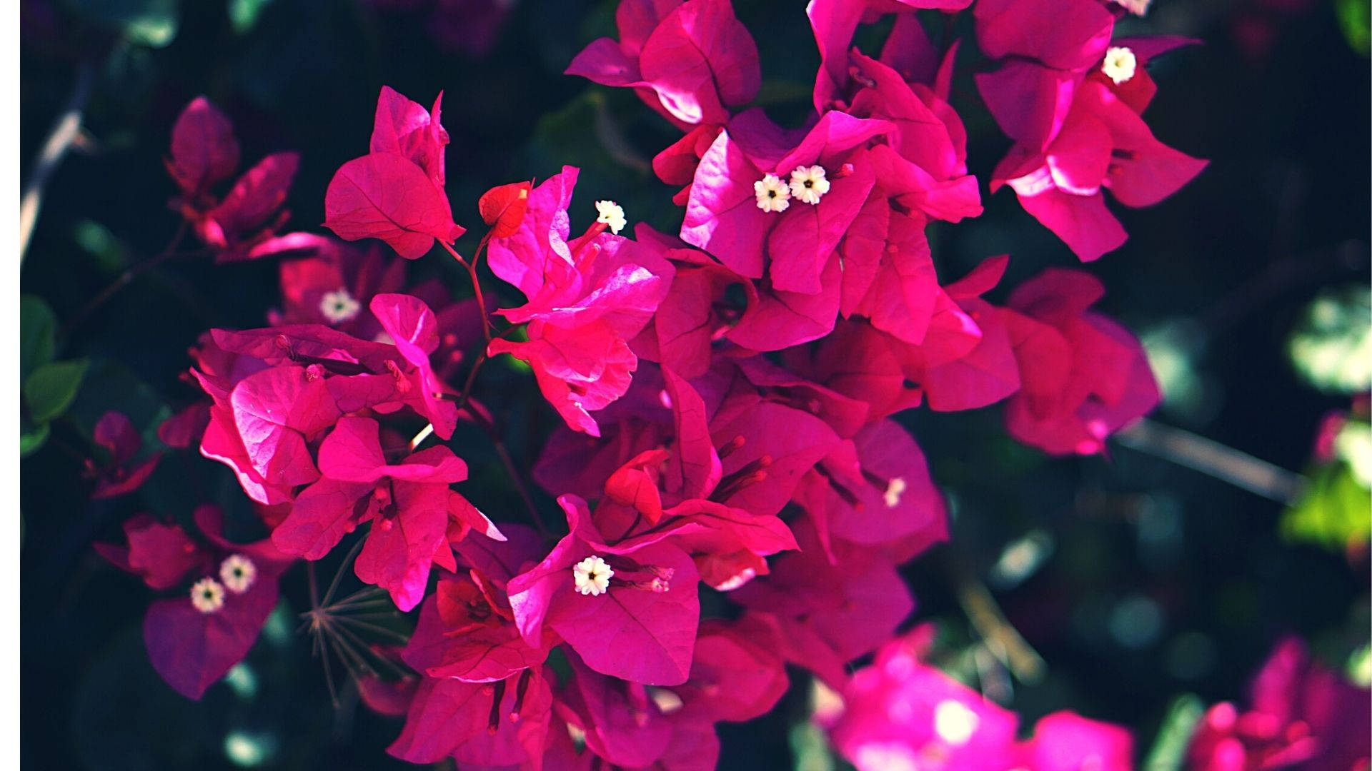 pink bougainvillea, magenta bougainvillea, tiny white centers, Full HD Desktop Wallpaper