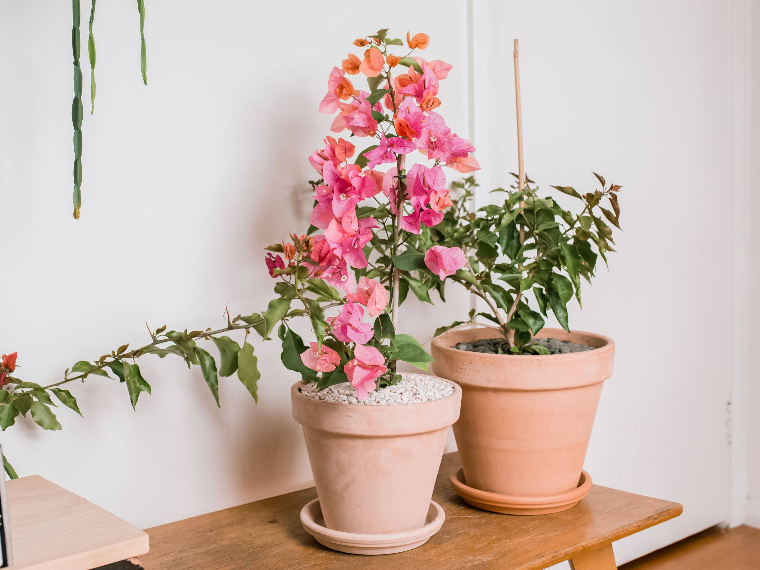 potted bougainvillea, vibrant pink and orange flowers, wooden table, Full HD Desktop Wallpaper