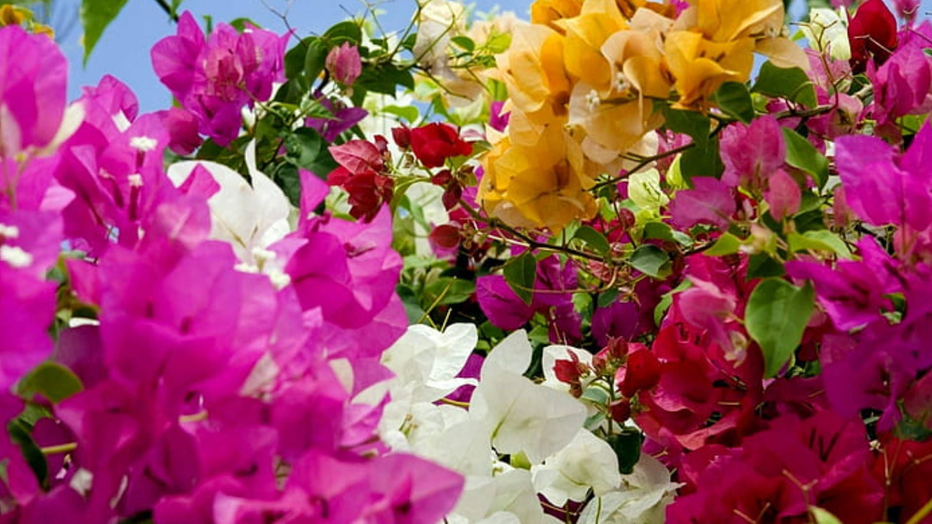 bougainvillea, magenta, yellow, Full HD Desktop Wallpaper
