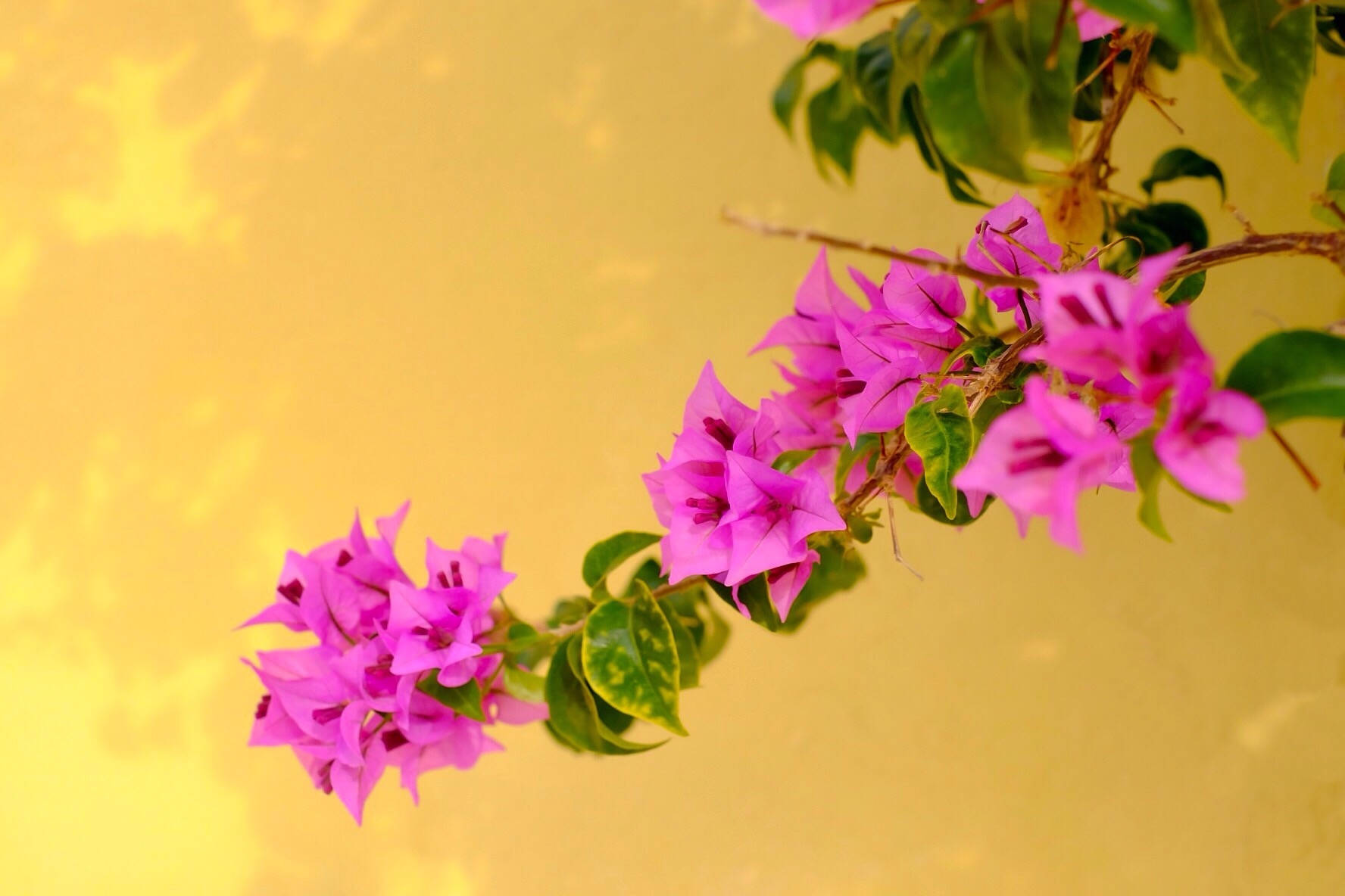 bougainvillea, garden path, vibrant pink, HD Desktop Wallpaper