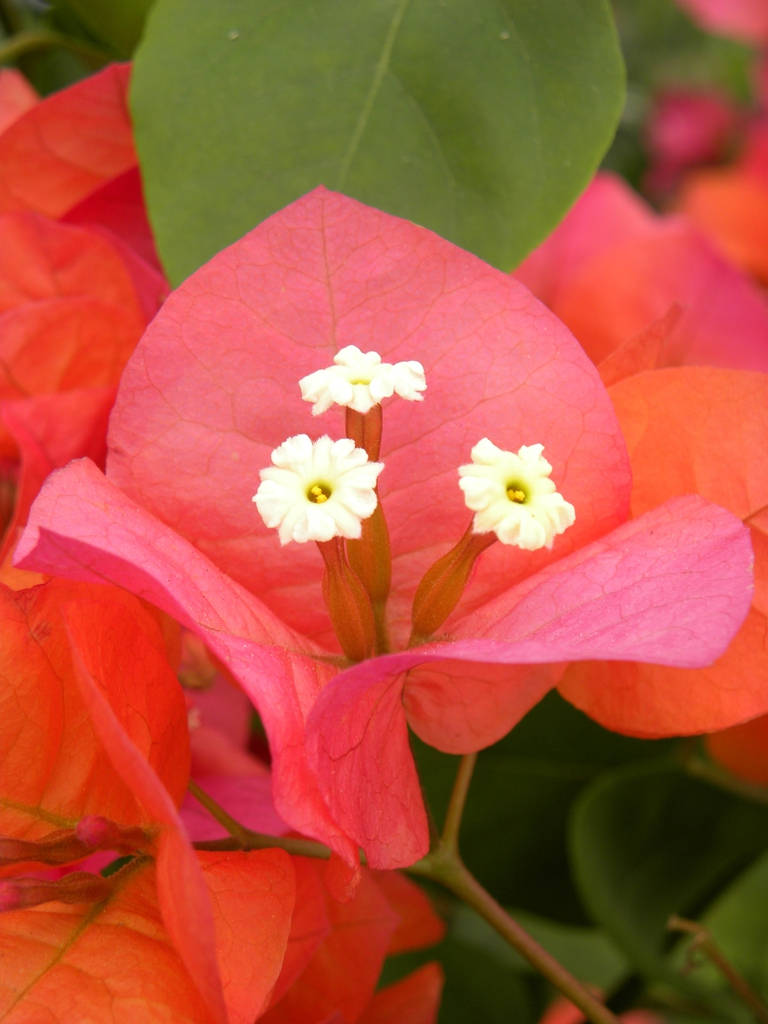 pink bougainvillea, white flowers, lush green leaves, SD Phone Wallpaper