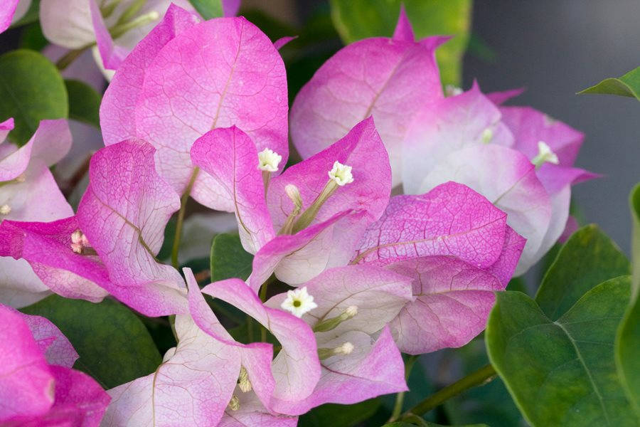 pink bougainvillea flowers, delicate white centers, lush green leaves, SD Desktop Wallpaper