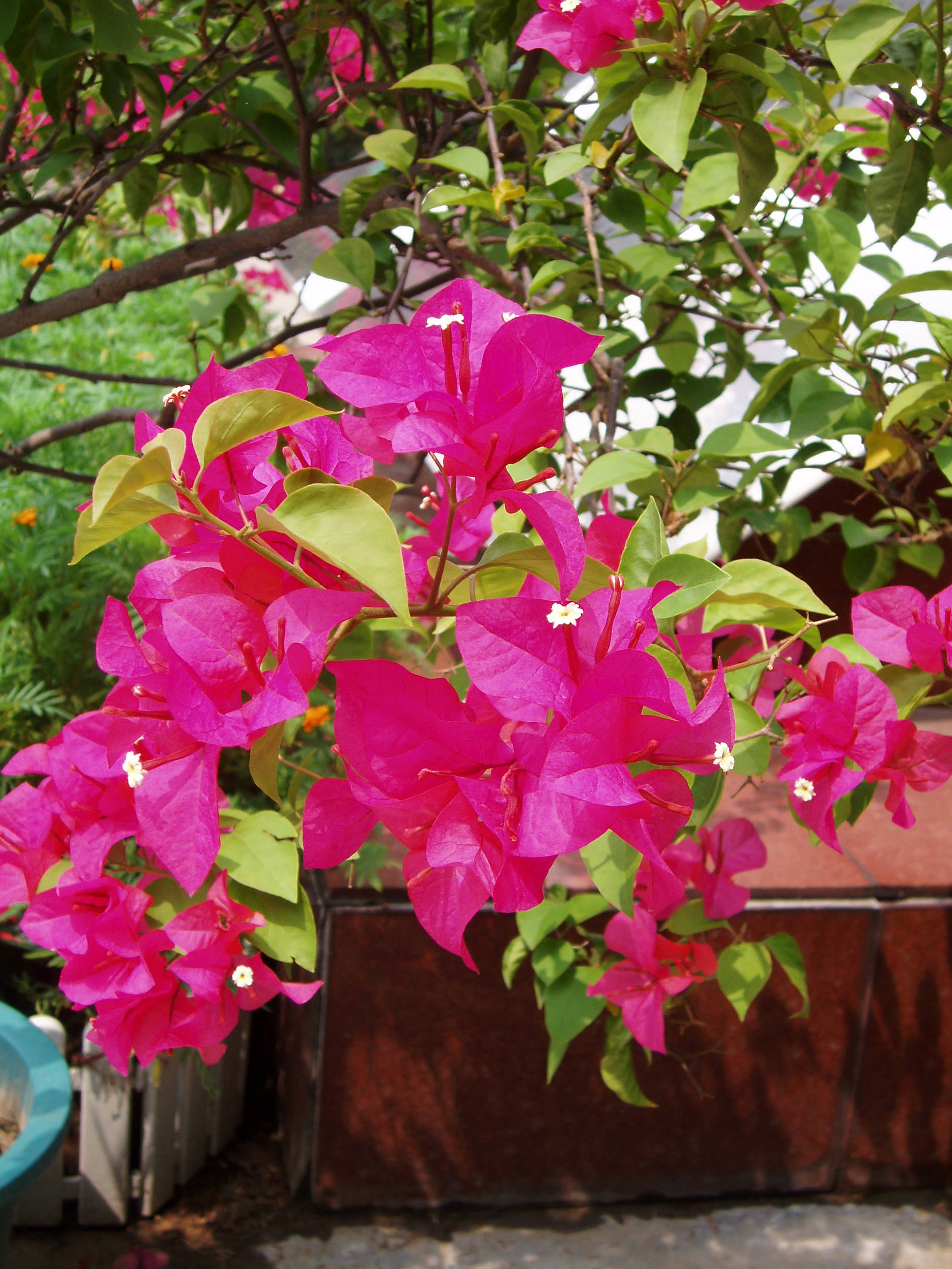 pink bougainvillea, fuchsia bougainvillea, full bloom, 2K Phone Wallpaper