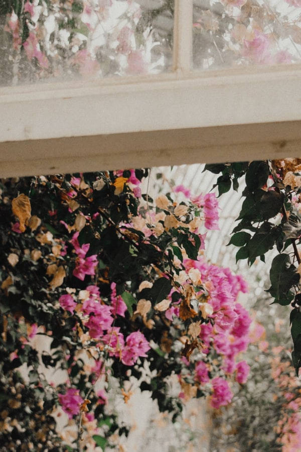 bougainvillea, vintage flower aesthetic, pink bougainvillea blooms, SD Phone Wallpaper