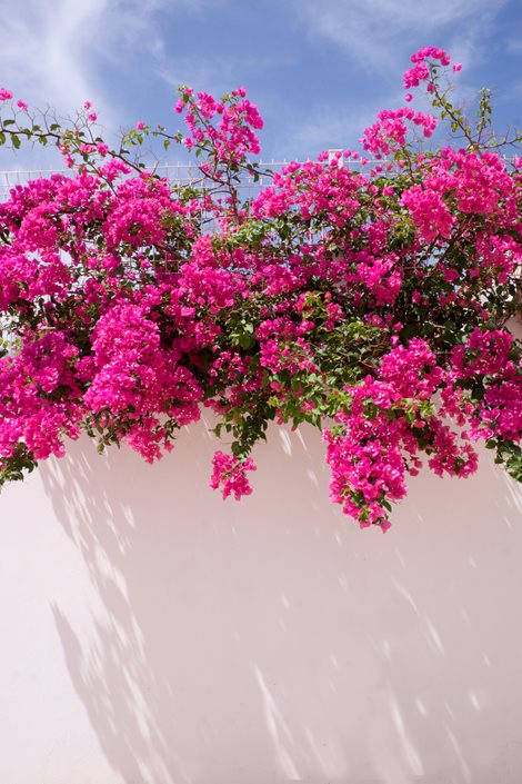 vibrant pink bougainvillea, white wall, clear blue sky, SD Phone Wallpaper