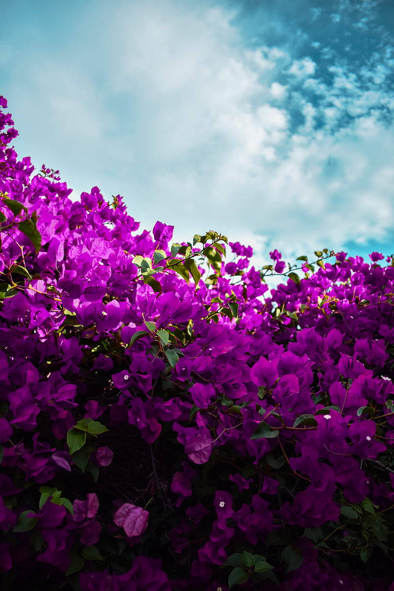 blue sky, purple bougainvillea, bright blue sky, SD Phone Wallpaper