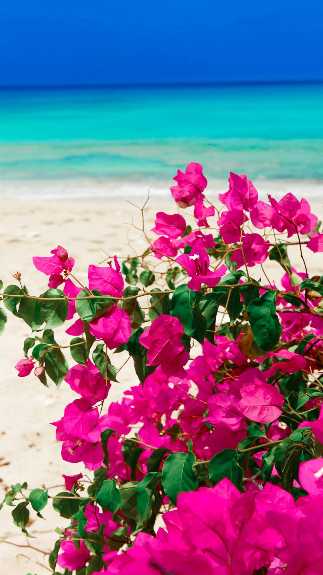 blue sea, bougainvillea, white sand beach, Full HD Phone Wallpaper