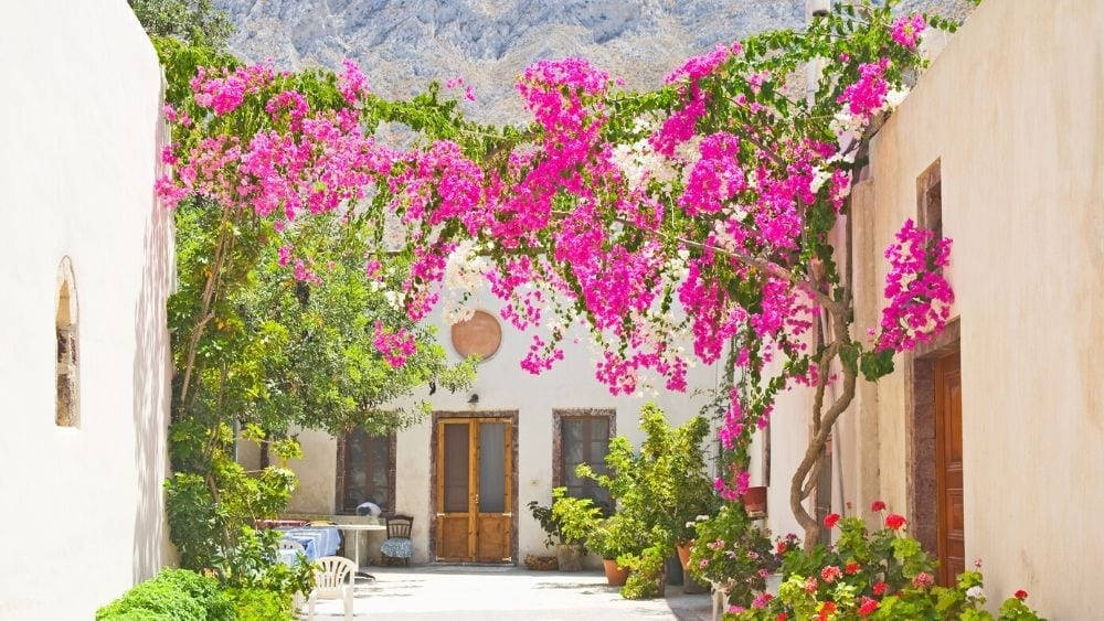 pink bougainvillea, sunlit whitewashed courtyard, wooden doors, SD Desktop Wallpaper