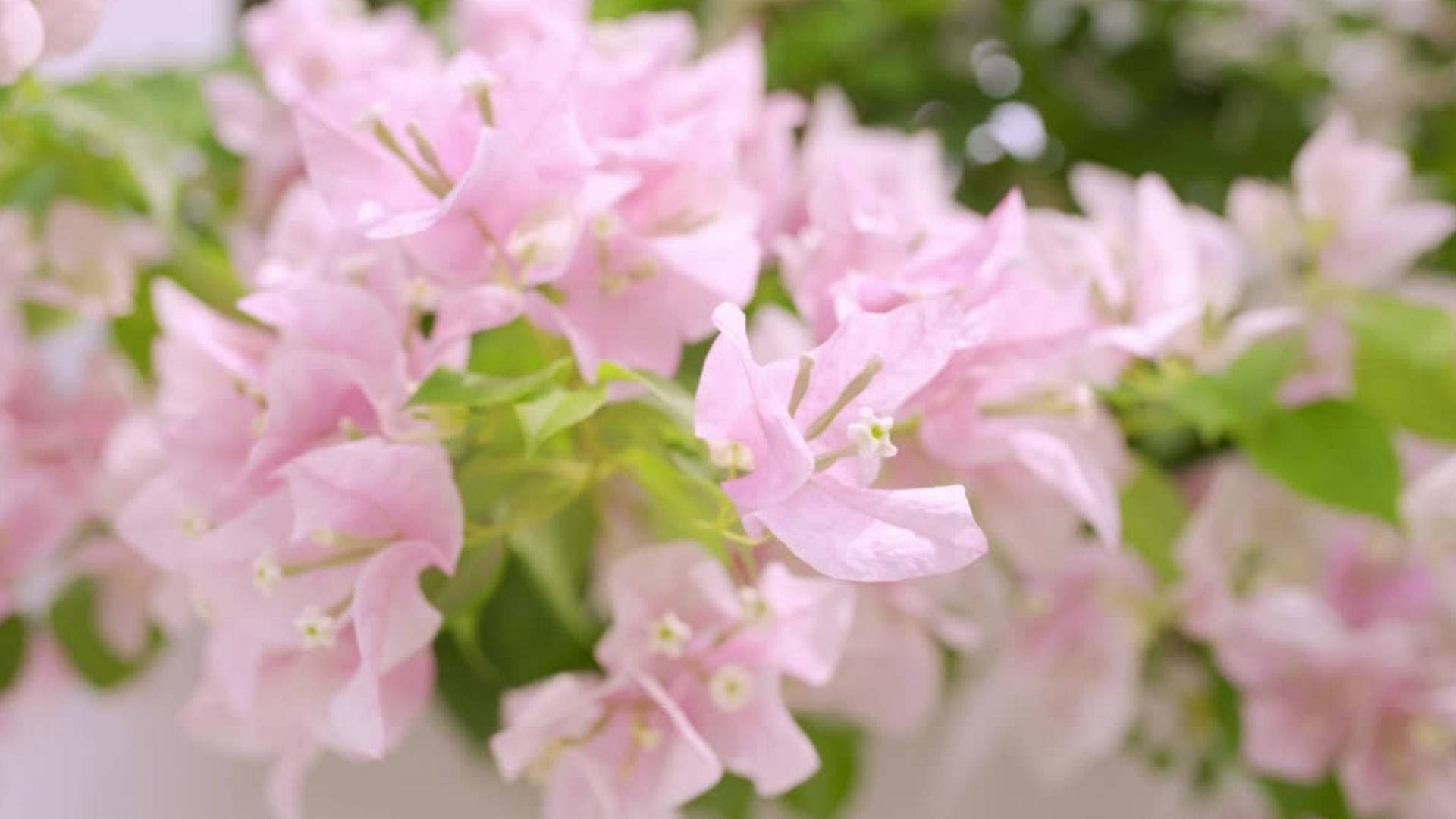 baby pink bougainvillea, bougainvillea blooms, green leaves, Full HD Desktop Wallpaper