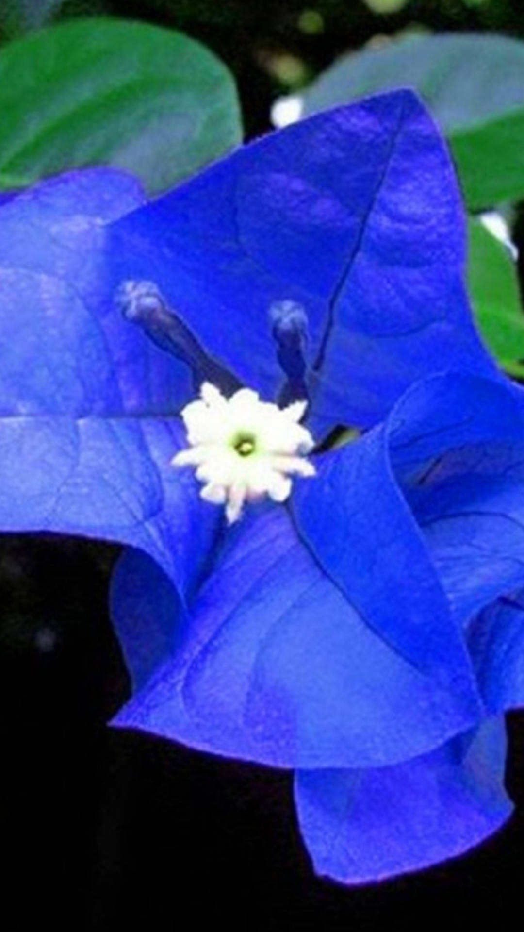 blue bougainvillea flower, vivid blue, delicate white center, Full HD Phone Wallpaper