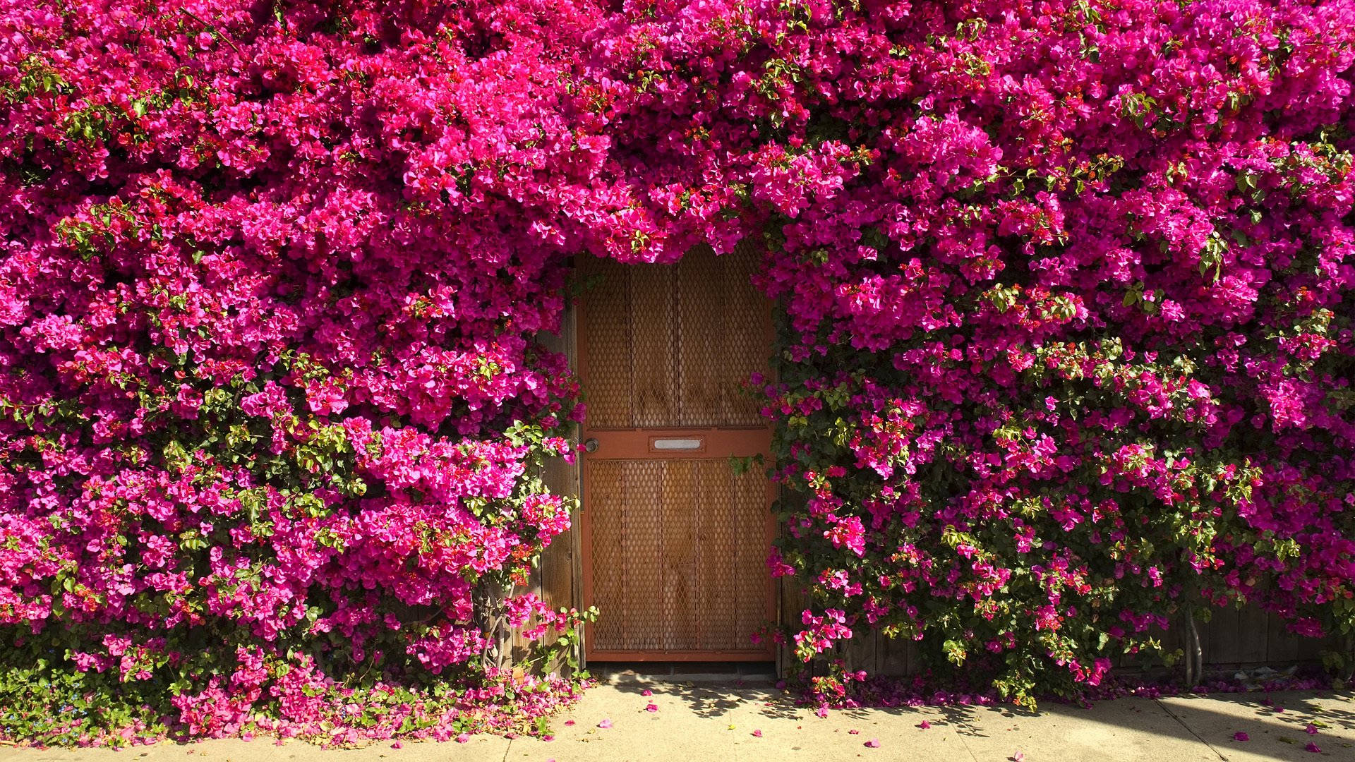 bougainvillea flowers, wooden door, dense wall, Full HD Desktop Wallpaper