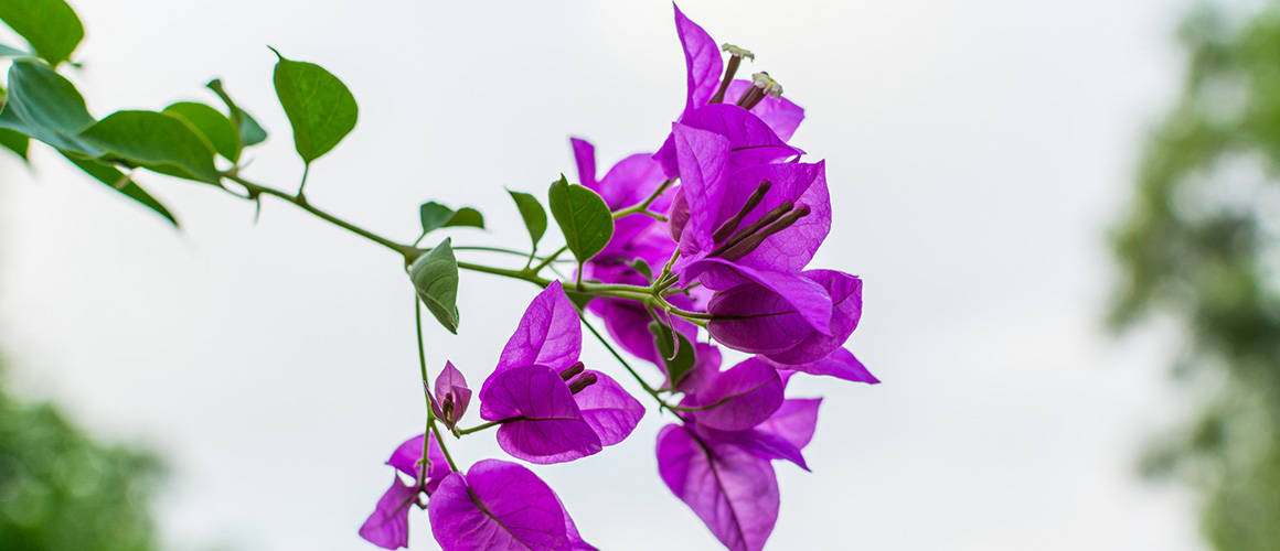 bougainvillea, vibrant purple, green stem, SD Desktop Wallpaper