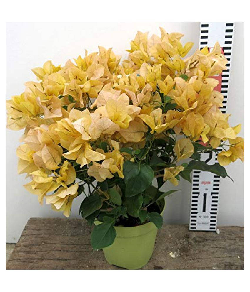 bougainvillea, vibrant yellow bracts, green leaves, SD Phone Wallpaper