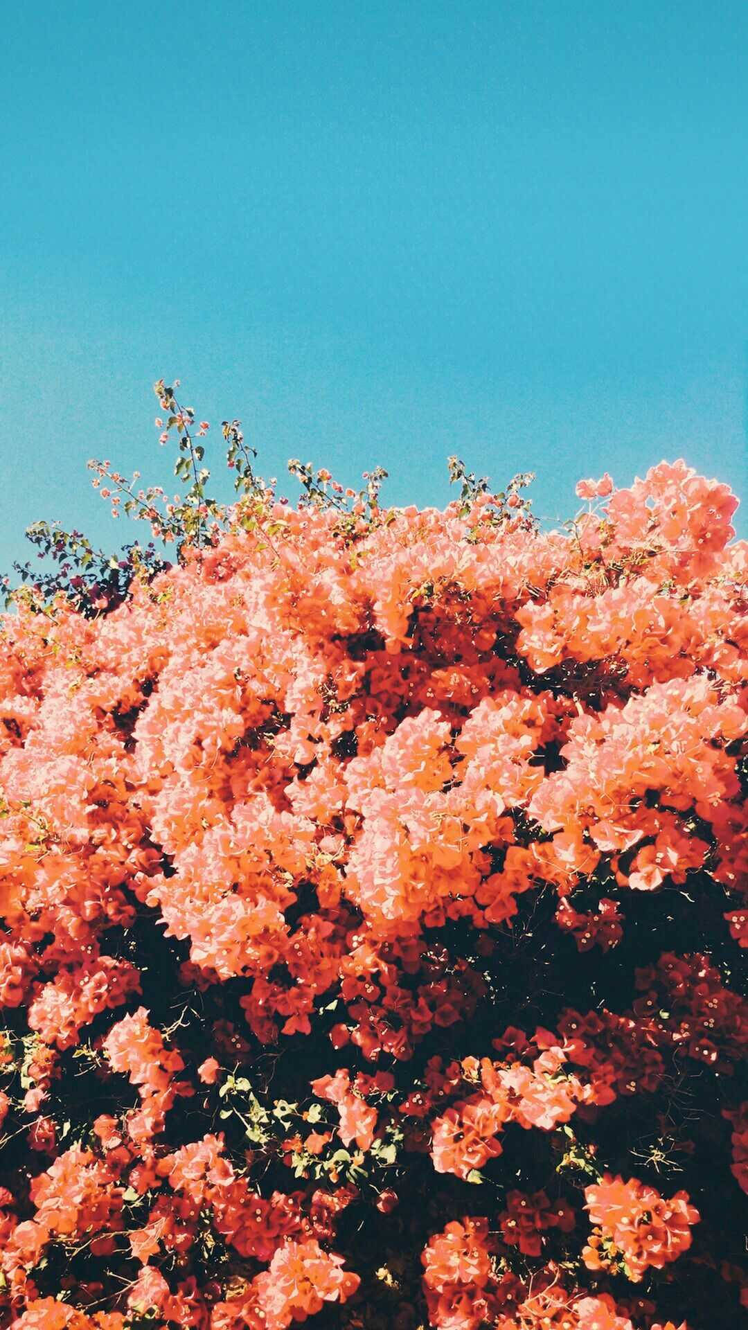 vibrant coral bougainvillea, clear azure sky, sunlit tropical scene, Full HD Phone Wallpaper