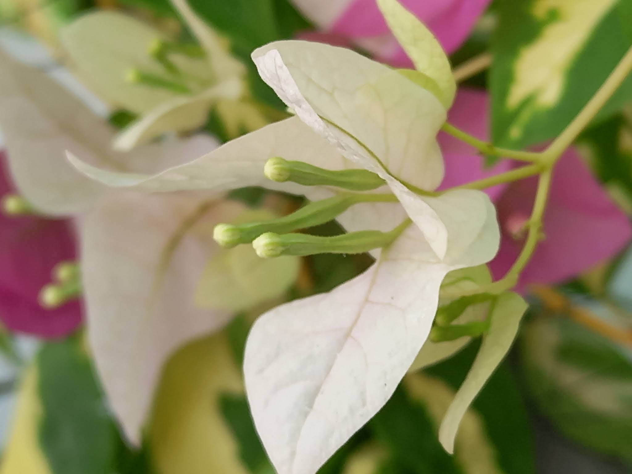 white bougainvillea, pink bougainvillea, green buds, Full HD Desktop Wallpaper
