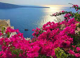 vibrant pink bougainvillea, coastal view, sunlit blue sea, SD Desktop Wallpaper