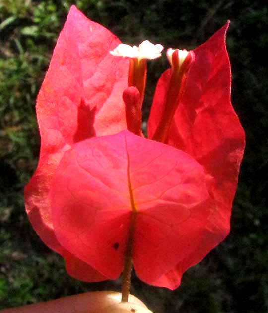 vibrant red bougainvillea, delicate white center blooms, clear blue sky, SD Phone Wallpaper