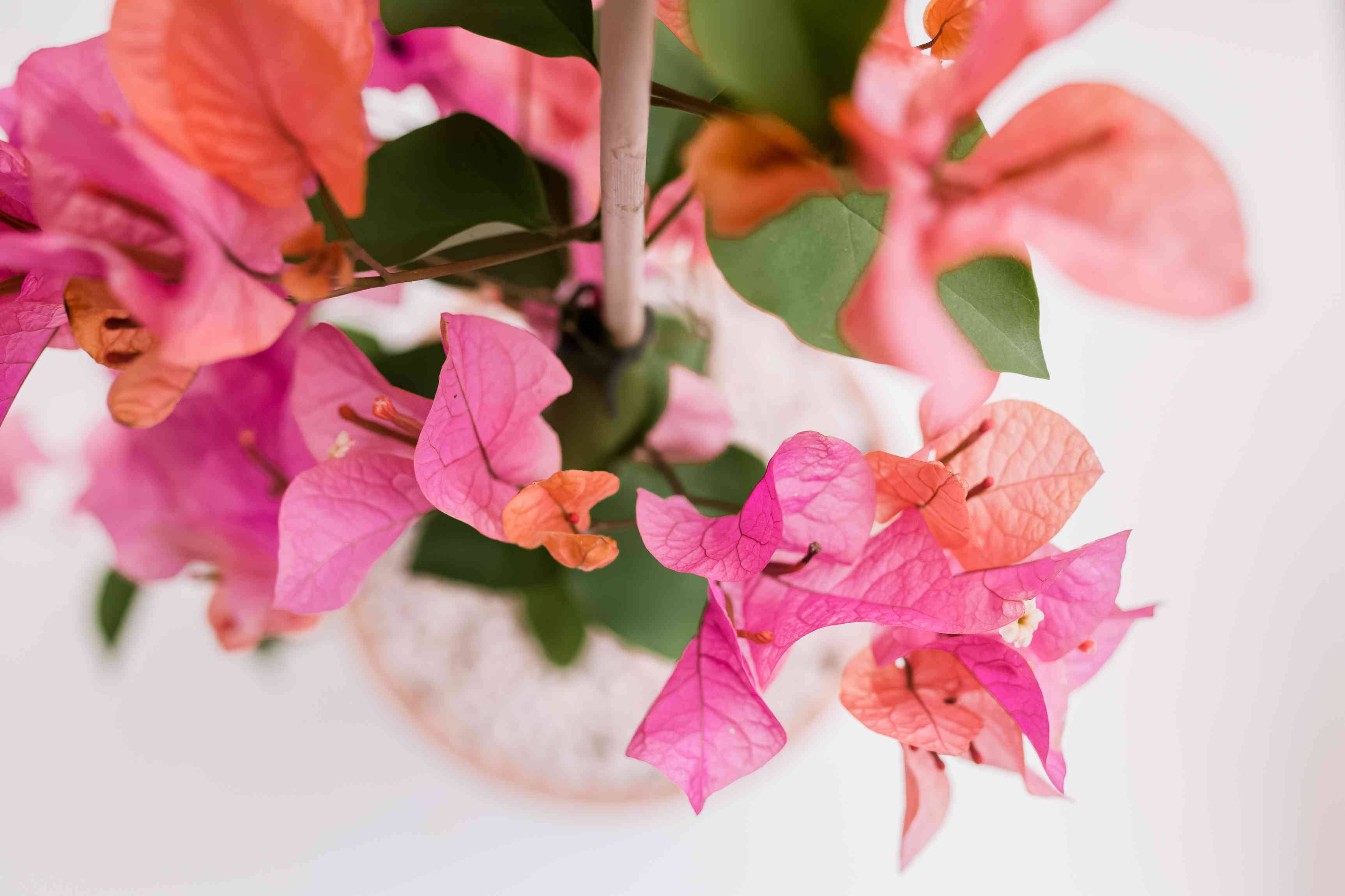 bougainvillea, vase, pink, 2K Desktop Wallpaper