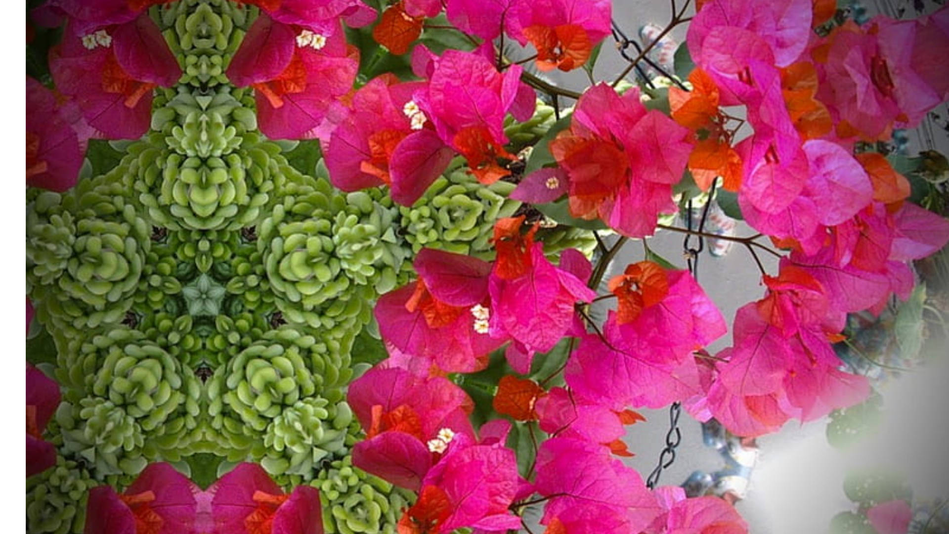 bougainvillea, succulents, vibrant pink, Full HD Desktop Wallpaper