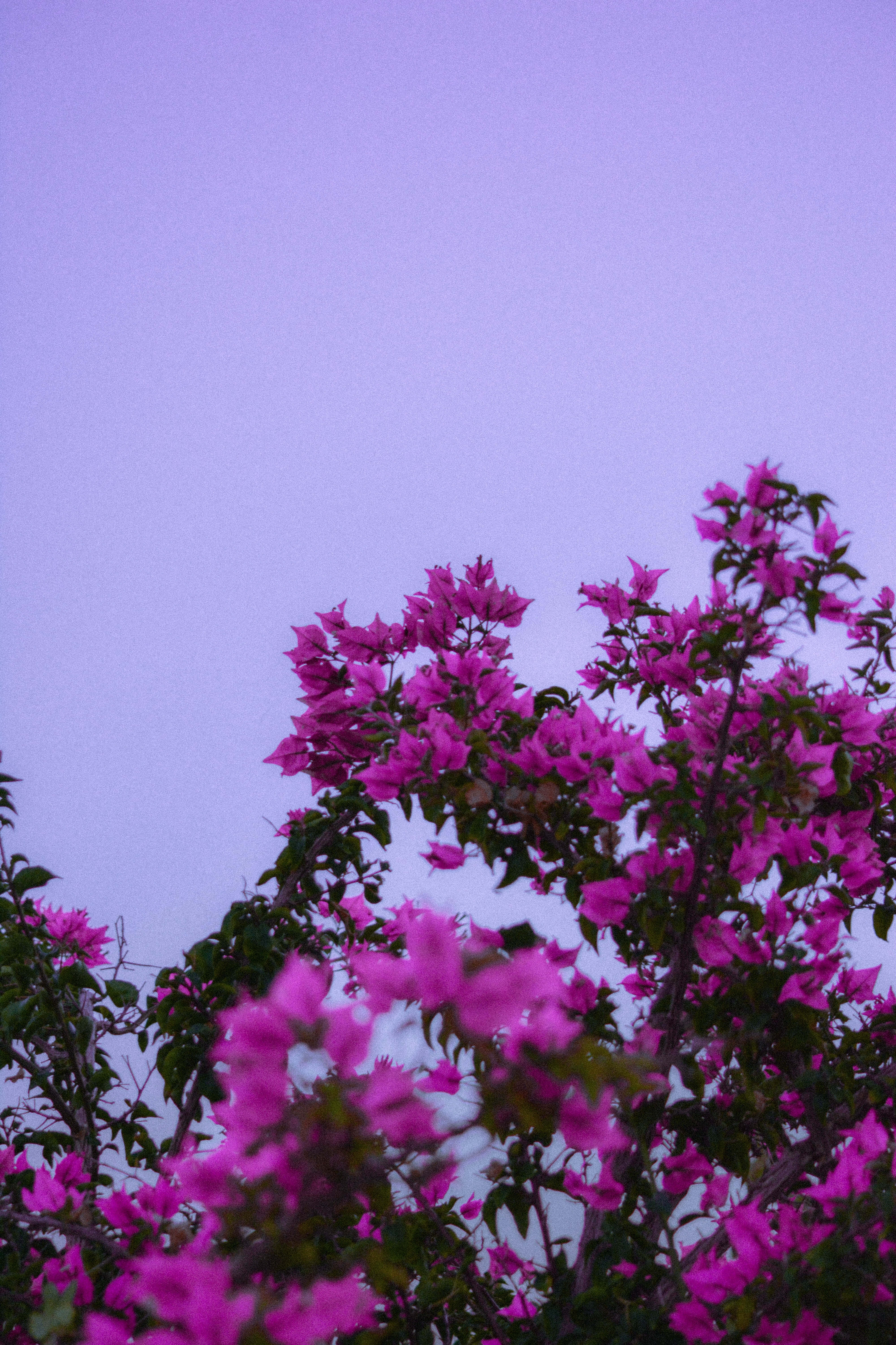 bougainvillea, magenta, lavender twilight sky, 5K Phone Wallpaper