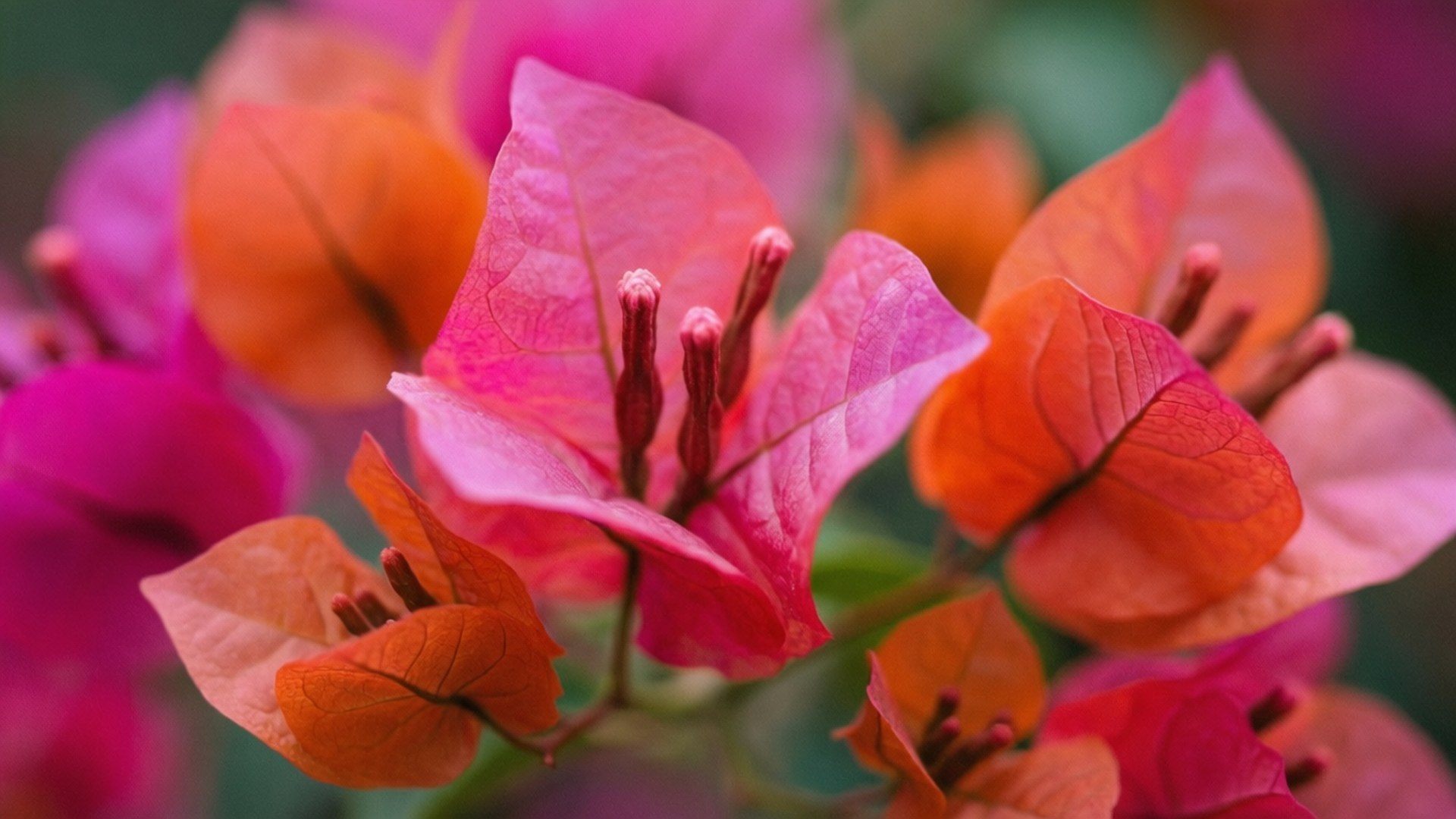 bougainvillea, pink, orange, Full HD Desktop Wallpaper