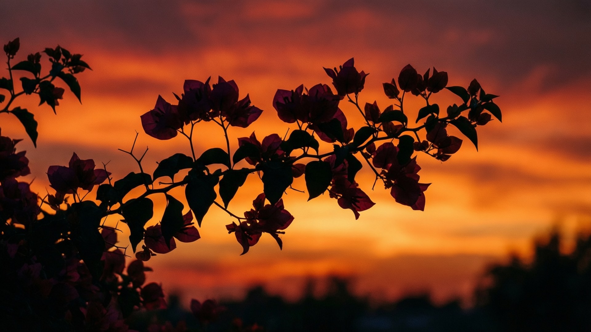 Bougainvillea, silhouette, sunset, Full HD Desktop Wallpaper